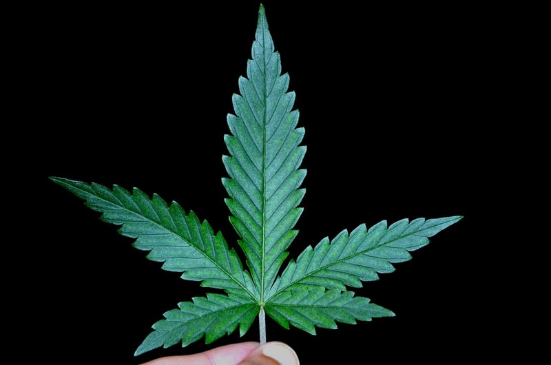 Weed Prevention