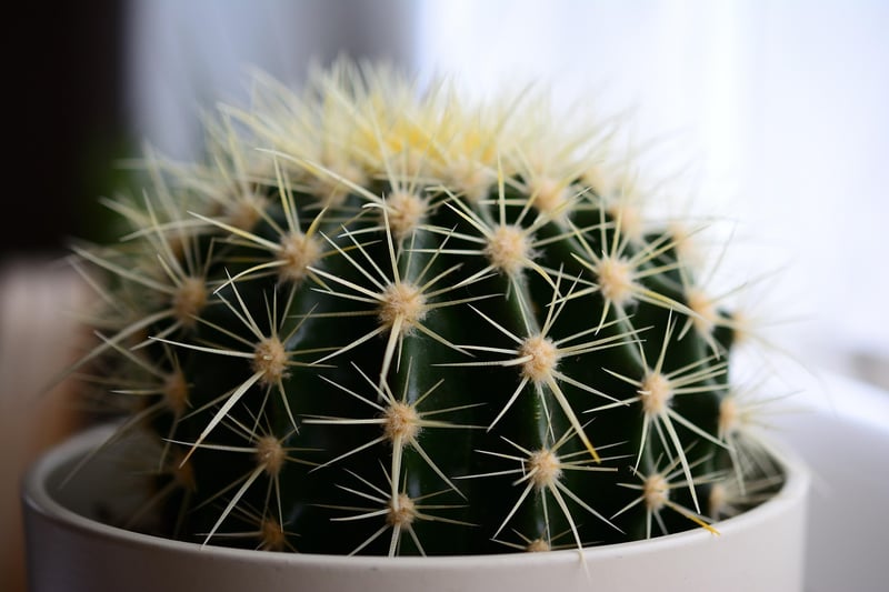 Cactus Display