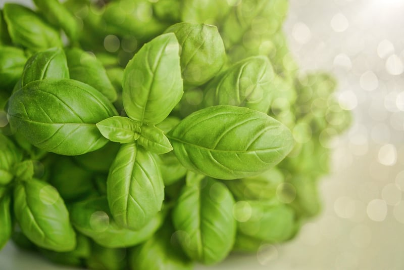 Cilantro