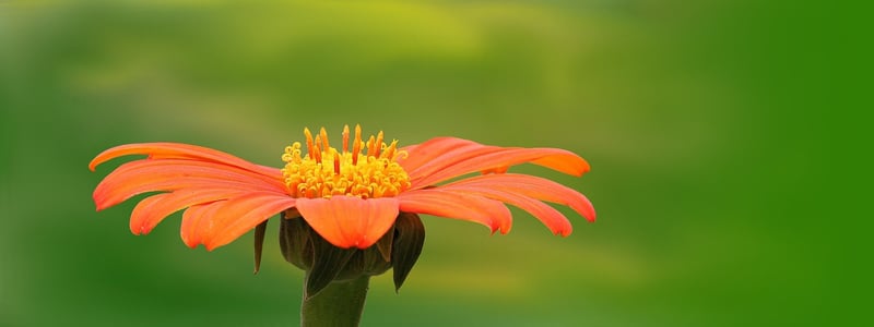 Colorful Blooms