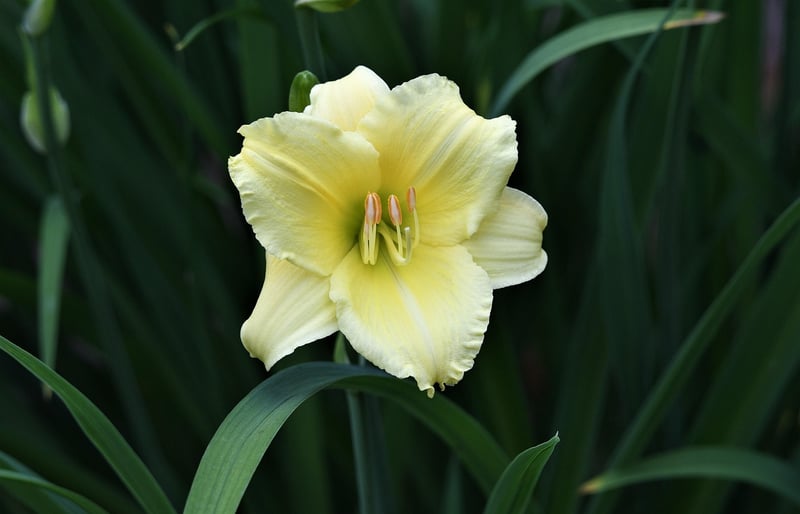 Flowers in partial shade