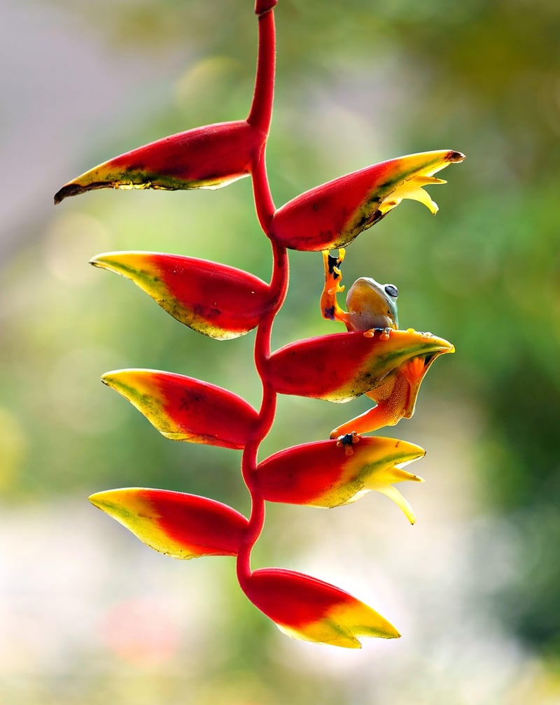 Hanging plants
