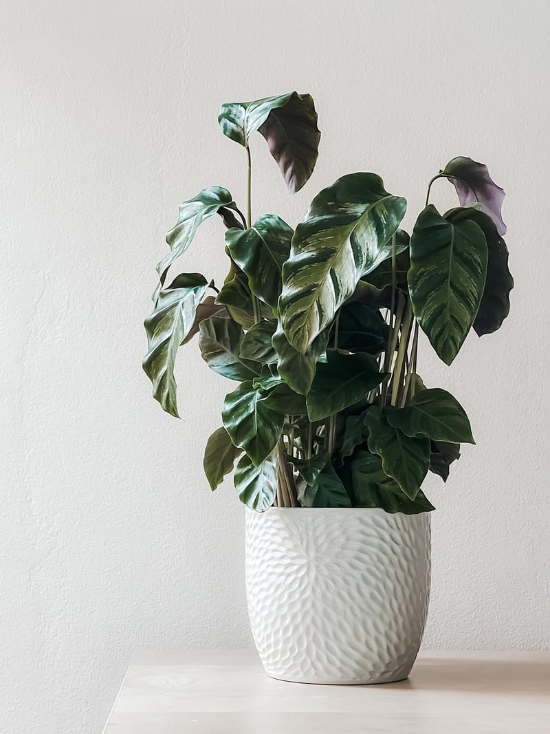 Plant and Light