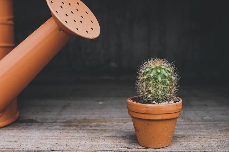 Repotting Plant