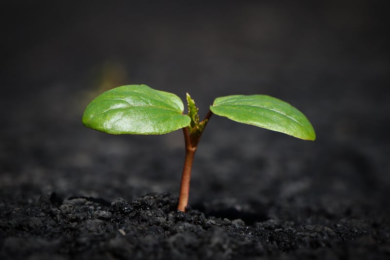 Soil and Plant