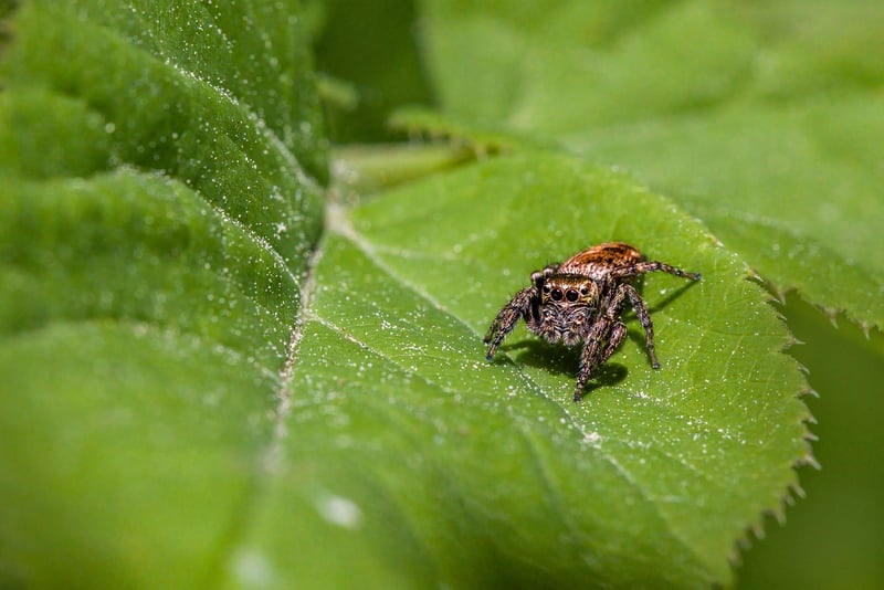 Spider Mite
